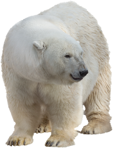 Polar white bear PNG-23511